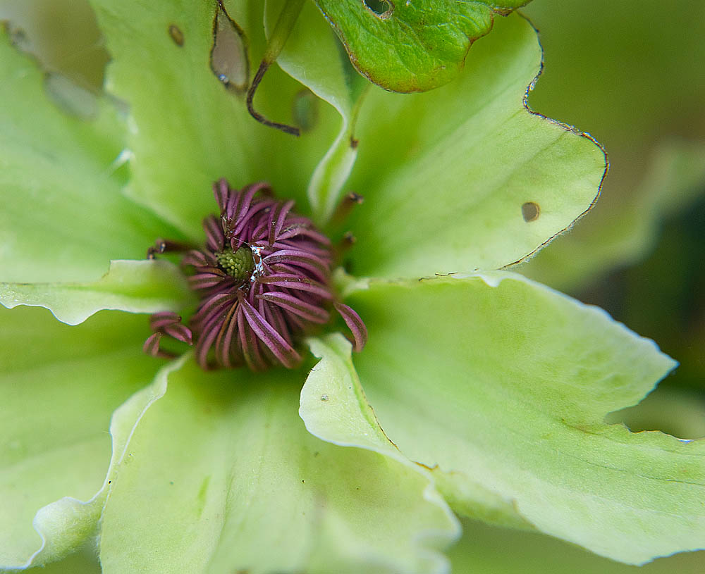 Clematis